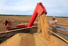 Agro brasileiro ganha com guerra tarifária e eleva mercado de soja