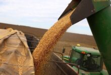 Conab eleva previsões de safra de soja e milho no Brasil