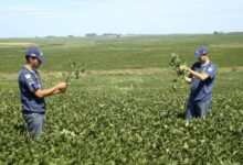 Agro brasileiro firma novos acordos e investe na China