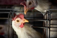 Ministério da Saúde monitora gripe aviária no Brasil