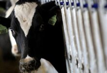 Ministério da Agricultura declara país livre de febre aftosa