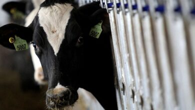 Ministério da Agricultura declara país livre de febre aftosa