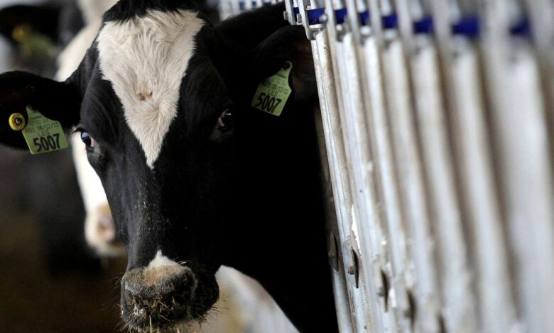 Ministério da Agricultura declara país livre de febre aftosa
