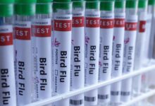 Agricultura confirma novo caso de gripe aviária e impactos no mercado