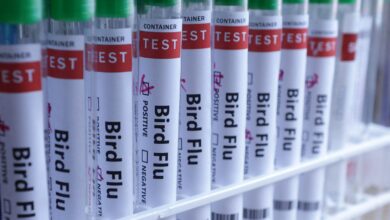 Agricultura confirma novo caso de gripe aviária e impactos no mercado