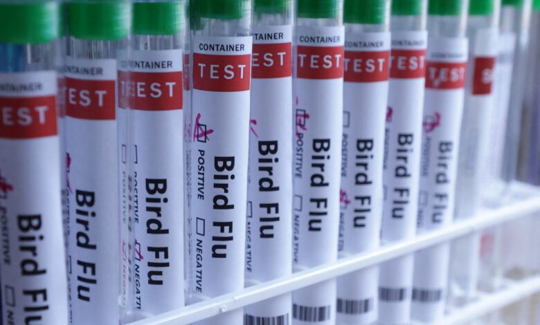 Agricultura confirma novo caso de gripe aviária e impactos no mercado