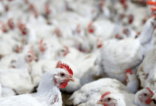 China lidera importações de frango brasileiro em 2024; mercado em alta