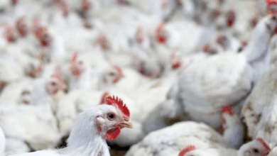 China lidera importações de frango brasileiro em 2024; mercado em alta