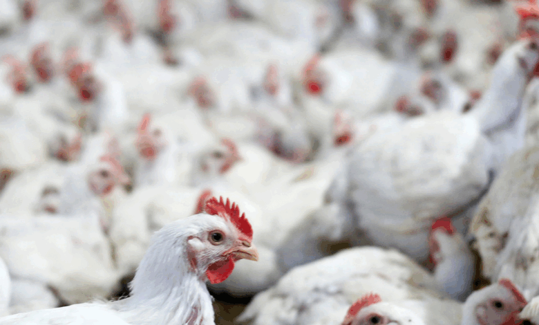 China lidera importações de frango brasileiro em 2024; mercado em alta