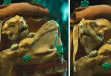 Jurassic World revela trailer com dinossauro fofo em backpack