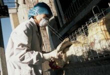 Argentina suspende compra de aves do Brasil com China e UE