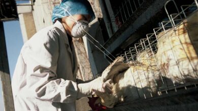 Argentina suspende compra de aves do Brasil com China e UE