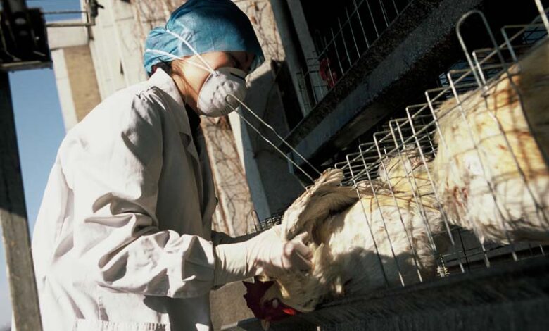 Argentina suspende compra de aves do Brasil com China e UE