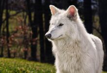 Colossal lança lobos genéticos para terapia inovadora