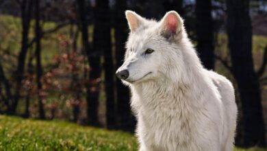 Colossal lança lobos genéticos para terapia inovadora