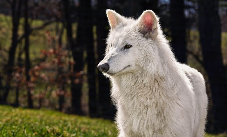 Colossal lança lobos genéticos para terapia inovadora
