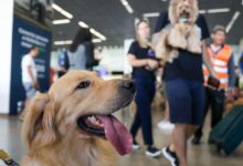 STJ decide que aéreas não são obrigadas a embarcar animais de suporte emocional