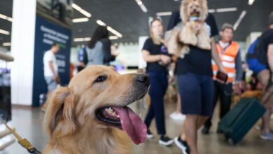 STJ decide que aéreas não são obrigadas a embarcar animais de suporte emocional