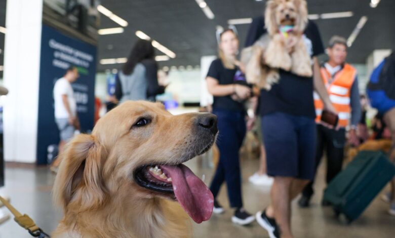 STJ decide que aéreas não são obrigadas a embarcar animais de suporte emocional