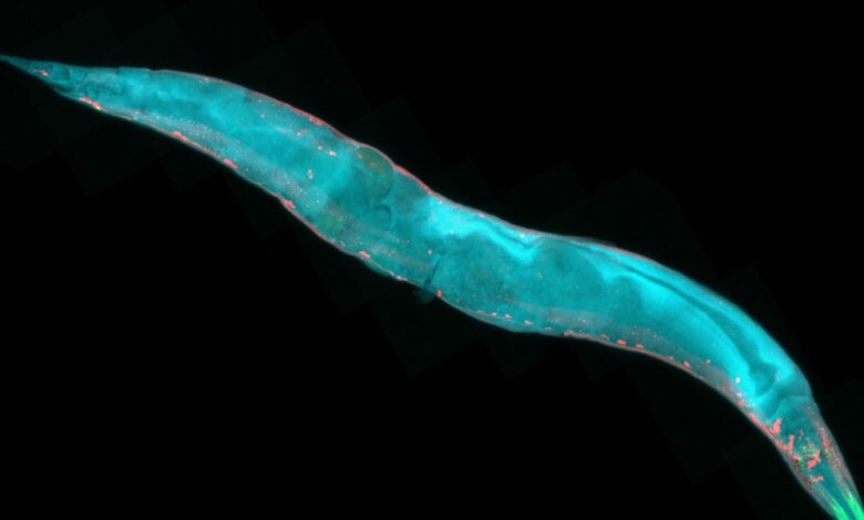 CRISPR revela dilema entre amor e imortalidade genética