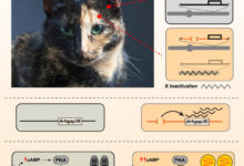 The sex-linked orange mutation in domestic cats causes variegated patches of reddish/yellow hair and is a defining signature of random X inactivation in female tortoiseshell and calico cats; unlike the situation for most coat color genes, there is no apparent homolog for sex-linked orange in other mammals; Kaelin et al. show that sex-linked orange is caused by a 5-kb deletion that leads to ectopic and melanocyte-specific expression of the Arhgap36 gene. Image credit: Kaelin et al., doi: 10.1016/j.cub.2025.04.055.