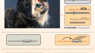 The sex-linked orange mutation in domestic cats causes variegated patches of reddish/yellow hair and is a defining signature of random X inactivation in female tortoiseshell and calico cats; unlike the situation for most coat color genes, there is no apparent homolog for sex-linked orange in other mammals; Kaelin et al. show that sex-linked orange is caused by a 5-kb deletion that leads to ectopic and melanocyte-specific expression of the Arhgap36 gene. Image credit: Kaelin et al., doi: 10.1016/j.cub.2025.04.055.