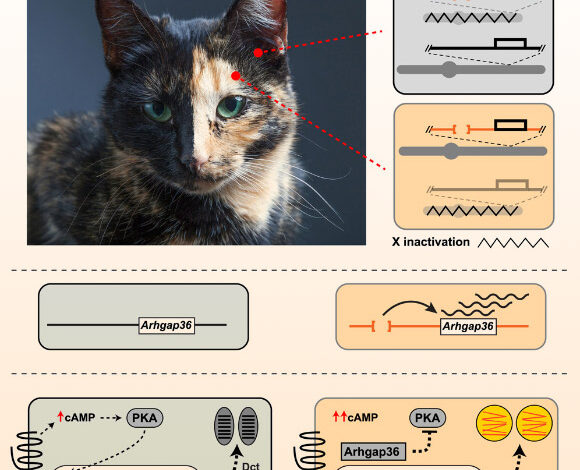 The sex-linked orange mutation in domestic cats causes variegated patches of reddish/yellow hair and is a defining signature of random X inactivation in female tortoiseshell and calico cats; unlike the situation for most coat color genes, there is no apparent homolog for sex-linked orange in other mammals; Kaelin et al. show that sex-linked orange is caused by a 5-kb deletion that leads to ectopic and melanocyte-specific expression of the Arhgap36 gene. Image credit: Kaelin et al., doi: 10.1016/j.cub.2025.04.055.