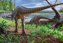 Small-Bodied Herbivorous Dinosaur Unearthed in Scotland