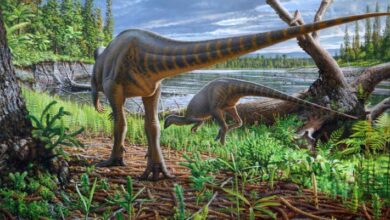 Small-Bodied Herbivorous Dinosaur Unearthed in Scotland