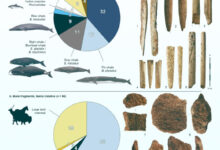 Taxonomic identification of the 173 worked (a) and unworked (b) bone objects: (1) blank, Tito Bustillo, sperm whale; (2) projectile point with massive base, Isturitz, blue whale; (3) projectile point, Brassempouy, fin whale; (4) possible foreshaft, Las Caldas, sperm whale; (5) projectile point with massive base, Ermittia, gray whale; (6) unidentified object, Saint-Michel, sperm whale; (7-10) unworked fragments of fin whale bone, Santa Catalina. Image credit: McGrath et al., doi: 10.1038/s41467-025-59486-8.