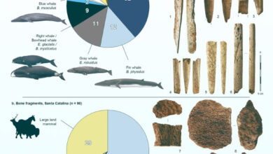 Taxonomic identification of the 173 worked (a) and unworked (b) bone objects: (1) blank, Tito Bustillo, sperm whale; (2) projectile point with massive base, Isturitz, blue whale; (3) projectile point, Brassempouy, fin whale; (4) possible foreshaft, Las Caldas, sperm whale; (5) projectile point with massive base, Ermittia, gray whale; (6) unidentified object, Saint-Michel, sperm whale; (7-10) unworked fragments of fin whale bone, Santa Catalina. Image credit: McGrath et al., doi: 10.1038/s41467-025-59486-8.