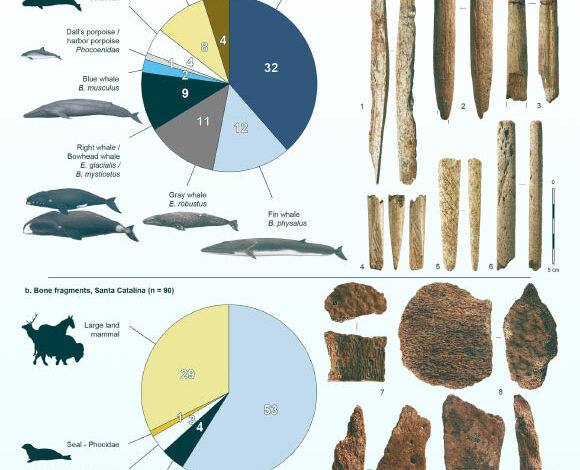 Taxonomic identification of the 173 worked (a) and unworked (b) bone objects: (1) blank, Tito Bustillo, sperm whale; (2) projectile point with massive base, Isturitz, blue whale; (3) projectile point, Brassempouy, fin whale; (4) possible foreshaft, Las Caldas, sperm whale; (5) projectile point with massive base, Ermittia, gray whale; (6) unidentified object, Saint-Michel, sperm whale; (7-10) unworked fragments of fin whale bone, Santa Catalina. Image credit: McGrath et al., doi: 10.1038/s41467-025-59486-8.