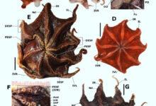 The Carnarvon flapjack octopus (Opisthoteuthis carnarvonensis). Image credit: T.J. Verhoeff, doi: 10.54102/ajt.c46g9.