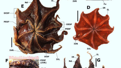 The Carnarvon flapjack octopus (Opisthoteuthis carnarvonensis). Image credit: T.J. Verhoeff, doi: 10.54102/ajt.c46g9.