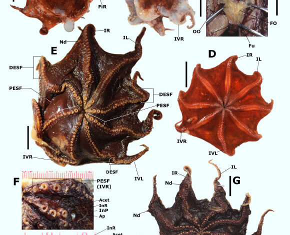 The Carnarvon flapjack octopus (Opisthoteuthis carnarvonensis). Image credit: T.J. Verhoeff, doi: 10.54102/ajt.c46g9.