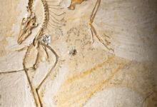 The Chicago Archaeopteryx. Image credit: Delaney Drummond / Field Museum.