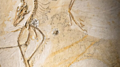 The Chicago Archaeopteryx. Image credit: Delaney Drummond / Field Museum.