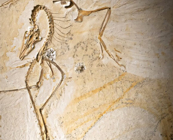 The Chicago Archaeopteryx. Image credit: Delaney Drummond / Field Museum.