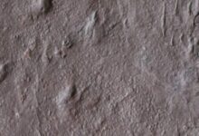 Fossil Tracks Found in Australia Push Back Origin of Reptiles by 35 Million Years