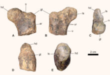 The proximal femur of a cerapodan dinosaur from the El Mers III Formation of the Middle Atlas Mountains, Morocco. Image credit: Maidment et al., doi: 10.1098/rsos.241624.