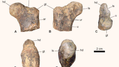 The proximal femur of a cerapodan dinosaur from the El Mers III Formation of the Middle Atlas Mountains, Morocco. Image credit: Maidment et al., doi: 10.1098/rsos.241624.