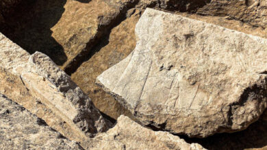 A fragment of the 2,600-year-old stone relief from the archaeological site of Nineveh. Image credit: Aaron Schmitt.