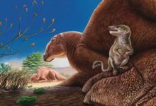 90-Million-Year-Old Mammal Fossil Found in Gobi Desert