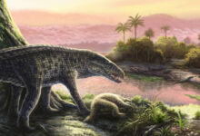 6-Million-Year-Old Fossils of Terrestrial Apex Predator Discovered in Dominican Republic