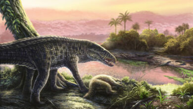 6-Million-Year-Old Fossils of Terrestrial Apex Predator Discovered in Dominican Republic