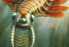 New Species of Cambrian Radiodont Unveiled from Canada’s Burgess Shale