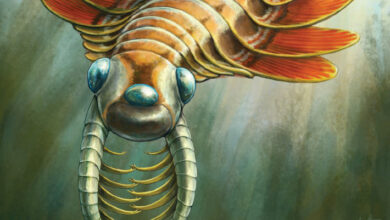 New Species of Cambrian Radiodont Unveiled from Canada’s Burgess Shale