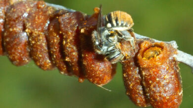 The resin pot bee species Megachile (Austrochile) tarltoni. Image credit: David Pike.