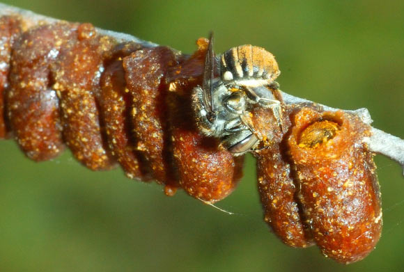 The resin pot bee species Megachile (Austrochile) tarltoni. Image credit: David Pike.