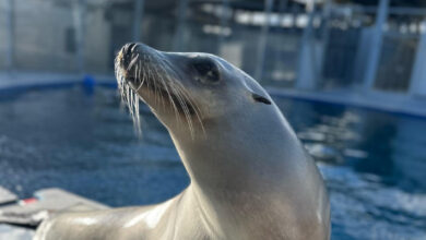 15-Year-Old Trained Sea Lion from California Better at Keeping Beat than Some Humans